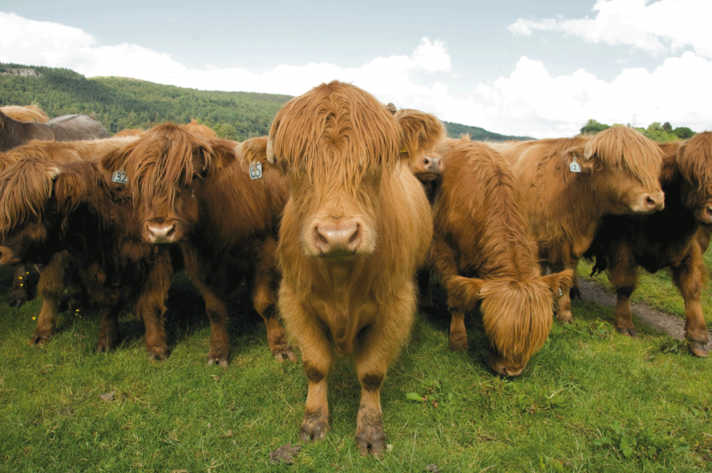 Färse, Jungbulle, Ochse – wie unterscheidet sich das Fleisch ...