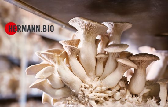 Goodbye Fake, hello Fungi! – das Fungi Pad von Hermann.Bio