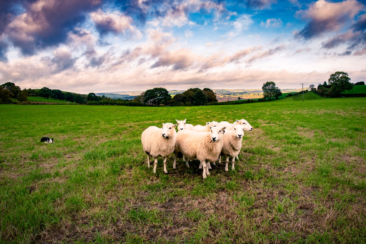 Lammfleisch aus dem Land des Drachens – Walysa Lamm aus Wales